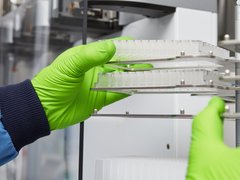 A close up of a multi-well plate being used in a blood cancer laboratory, by a researcher with bright green gloves.