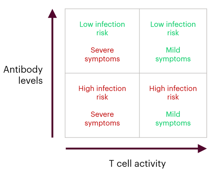 As antibody levels increase, your protection from infection increases. As T cell activity increases, your protection from severe disease increases. If you have high antibody levels and high T cell activity, you are protected from both infection and severe disease. If you have low antibody levels and low T cell activity, you are more at risk of infection and severe disease. If you have high antibody levels but low T cell activity, you are more protected against infection, but if you do get infection, you are at higher risk of severe disease. If you have high T cell activity but low antibody levels, you are more likely to catch covid, but you are more protected against severe disease from covid.