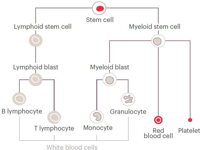 abnormal white blood cell levels