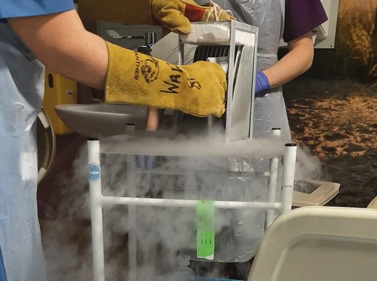 Jacquie's CAR T-cells being prepared on the day of infusion. A nurse wearing protective gloves is taking the package of cells out of a container of dry ice.