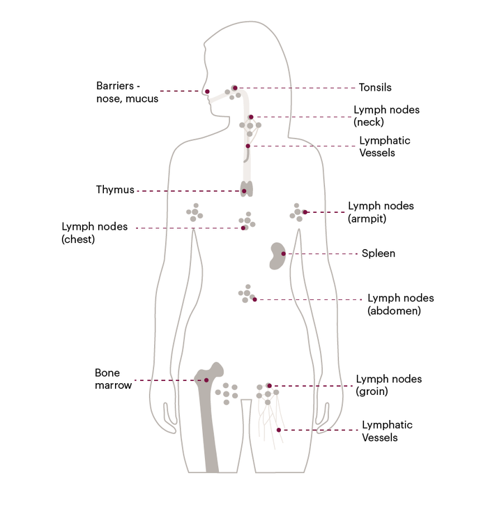 A diagram of the lymphatic system in the human body. It shows the different parts of the lymphatic system, including lymph nodes in different parts of the body, lymphatic vessels, the spleen and thymus.