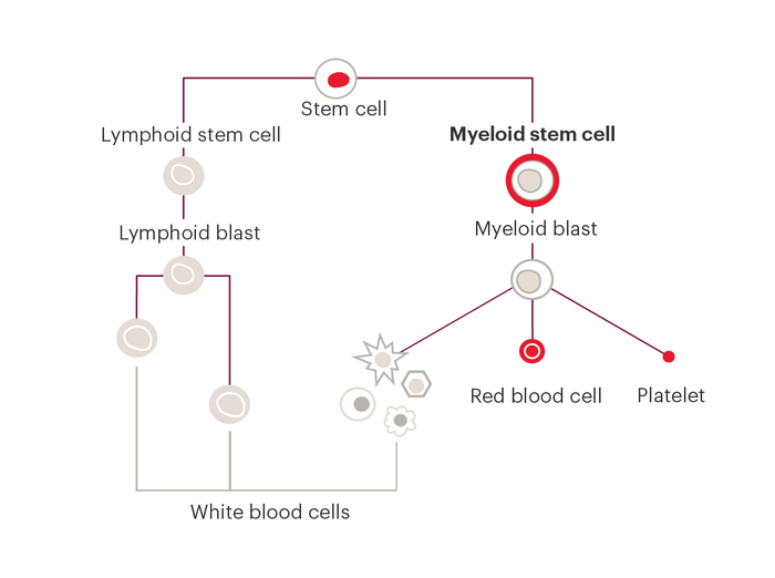 A diagram showing how blood cells develop. All blood cells start with a stem cell. Stem cells then divide into lymphoid and myeloid stem cells. MDS affects myeloid stem cells and the cells that develop from them. The diagram shows myeloid stem cells becoming myeloid blasts. The myeloid blasts then split into white blood cells, red blood cells or platelets.