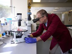 A researcher in a Blood Cancer UK funded lab, looking through a microscope.