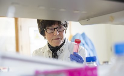 Professor Freda Stevenson in the lab. Photo Credit: University of Southampton