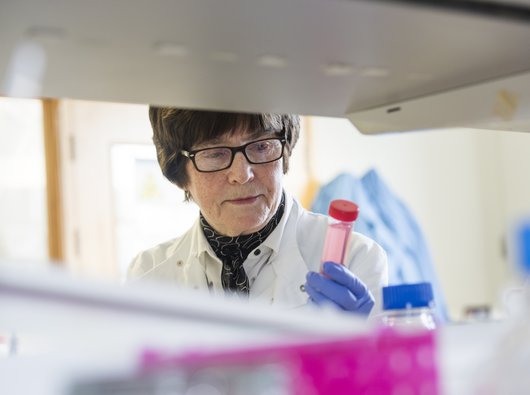 Professor Freda Stevenson in the lab. Photo Credit: University of Southampton