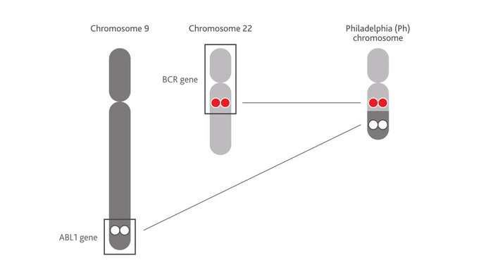 A diagram showing the Philadelphia Chromosome.